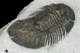 Bargain, Scabriscutellum Trilobite - Morocco #142180-3